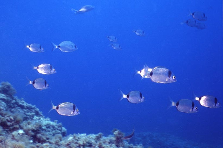 01 franata.jpg - Dal Canalone, spostandosi verso ponente, si incontra una franata di massi frequentata da vari specie di pesci.